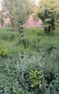 نعناع فلفلی درجه یک بومی