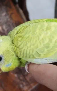 جوجه ی کچل