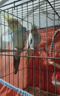 یک جفت عروس هلندی