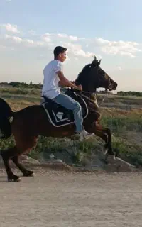 مادیان درهشوری