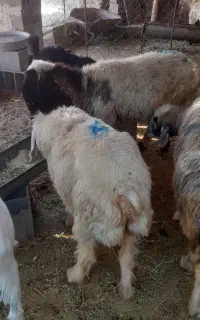 سه تا میش حامله وی میش کشت وداشت