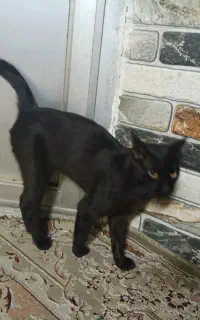 گربه خانگی