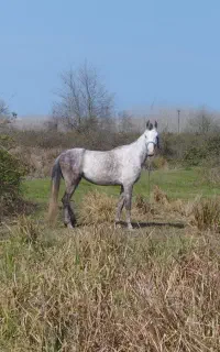 مادیان نیله عروسک عرب ترکمن