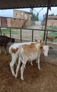 10 راس گوساله نر محلی دورگ