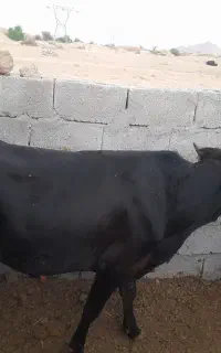 فروش گوساله نر