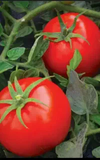 دستگاه تمام استیل ابگیری  گوجه فرنگی