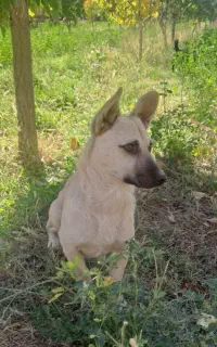 سگ پاکوتاه