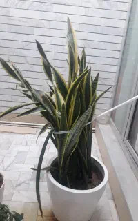 گلدان طبیعی