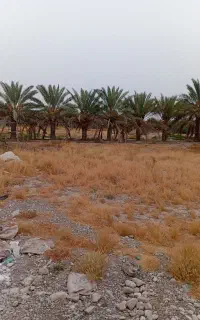فروش درخت نخل خرما خب
