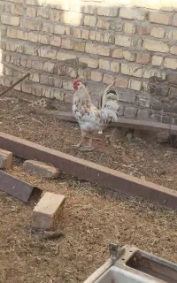 خروس گلین سفید
