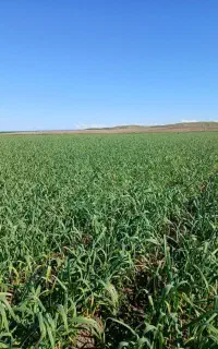 سیر فروشی