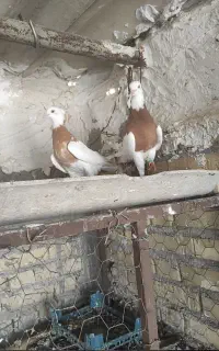 جفت زردجهت برکت