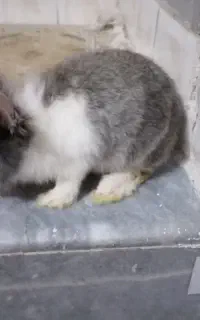 خرگوش
