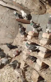 کفتر پرشی