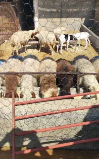 میش کشتاری