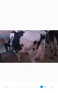 گاو جوان آبستن سنگی