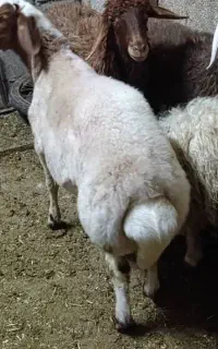نیازمند چوپان