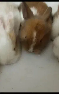 بچه خرگوش