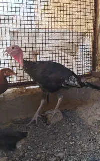 بوقلمون۵ ماهی هست