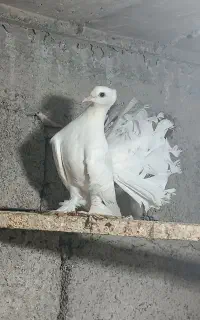 دم چتری انگلیسی