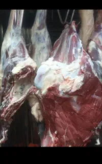 گوشت گوسفندی