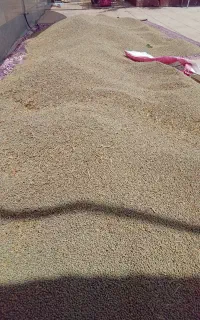 فردش گاو دانه (کروشنه)