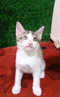 واگذاری رایگان بچه گربه