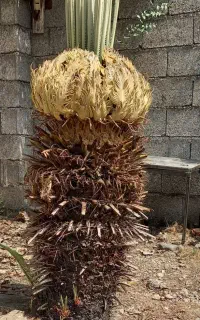 سیکاس ماده پا جوش دار