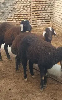 بره نر