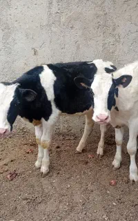 گوساله
