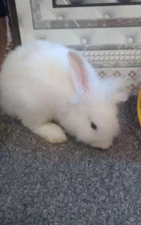 خرگوش