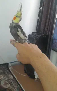 عروس شاه تخم