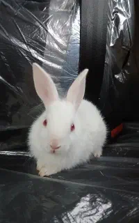 خرگوش