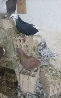 سور قرمز