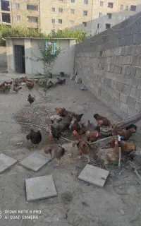تخم مرغ نطفه دار گلین و گلپایگان