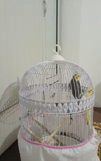 فروش جفت عروس هلندی نر و ماده