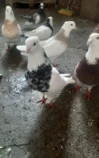 فضله کبوتر
