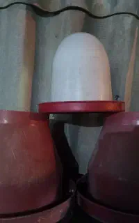 آبخوری ودانه خوری بلدرچین