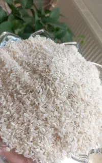سرلاشه و لاشه طارم محلی
