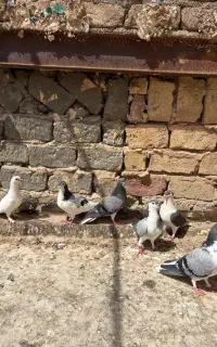 کبوتر کفتر