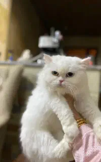 گربه