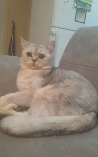 گربه نژاد بریتیش شورت هیر چینچیلا