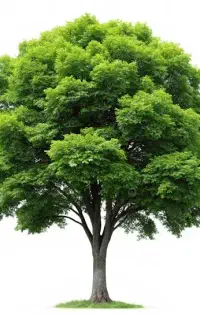 دوره جمع بندی زیست ویژه امتحانات نهایی و کنکور