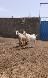 3راس بز اسپانیایی