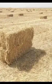 پرس جو