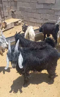 بزغاله نر کشتی چاق