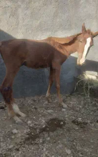 کره اسب