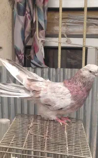 سرور
