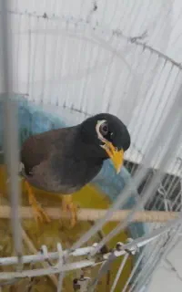 مرغ مینا