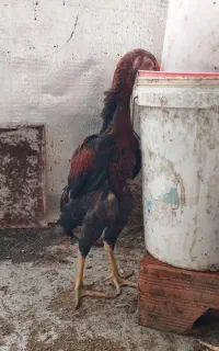 خروس لاری قرمز